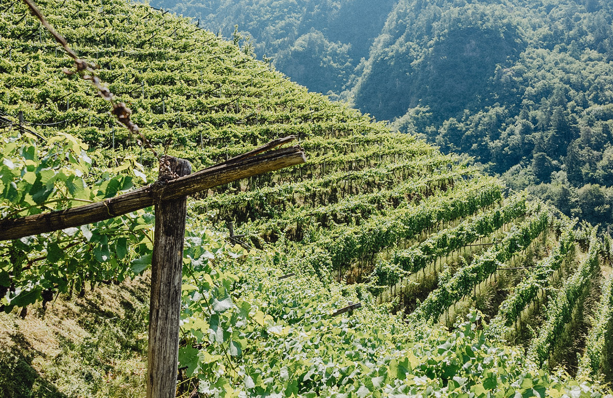 Blog_Wein_mit_Freunden47_5