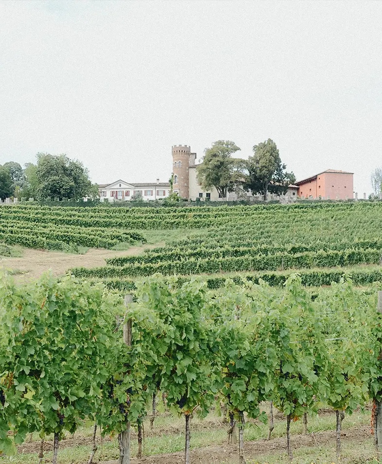 Weine aus dem Friaul online kaufen | Senti Vini